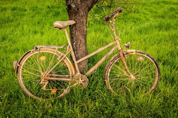 altes schmutziges Fahrrad im Frühling auf grüner wiese an Baum gelehnt