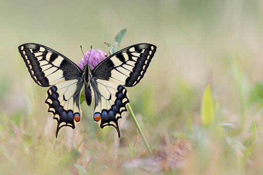 Detailed closeup of the Old World Swallowtail on flower (Papilio machaon)