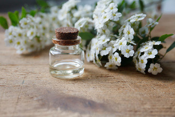 Spirea nipponica, Snowmound esential oil (remedy, infusion) bottle with Spirea nipponica fresh flowers on wooden background. Selective focus