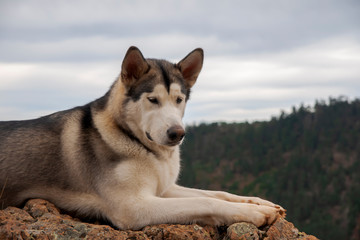Animales de compañia, alaskan malamute