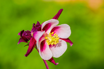 Flower bud of a columbine plant in the summer season