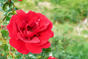 red poppies in the garden