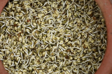 Healthy Green Organic Sprouts in Silver Bowl