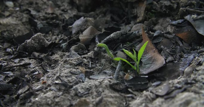 Close up of one little green worm crawling to the small tree seedling in the ash burned ground concept of new life after disaster hope in darkness