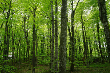 Trees in green forest park