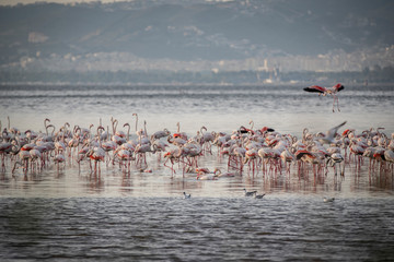 Fototapeta premium Pink big birds Greater Flamingos, Phoenicopterus ruber, in the water, izmir, Turkey. Flamingos cleaning feathers. Wildlife animal scene from nature.