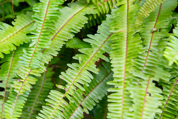 garden with green ferns in Rio de Janeiro.