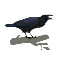 Realistic raven sitting and cawing. Colorful vector illustration of smart bird Corvus Corax in hand drawn realistic style isolated on white background. Element for your design, print, decoration.