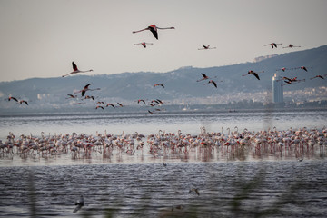 Pink big birds Greater Flamingos, Phoenicopterus ruber, in the water, izmir, Turkey. Flamingos cleaning feathers. Wildlife animal scene from nature.