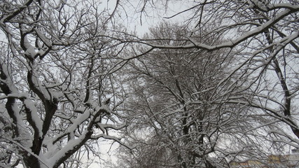 Nevicata  