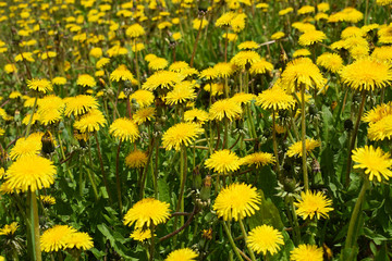 Fototapeta premium field of dandelions