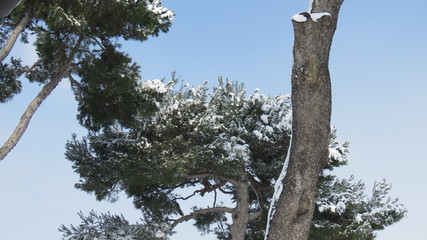 Fototapeta premium Nevicata 