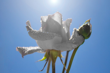 White rose with blue sky and sun glare background