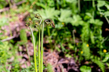 Bracken fern (Pterídium aquilínum ) close-up, perennial plant, wild plants in the forest