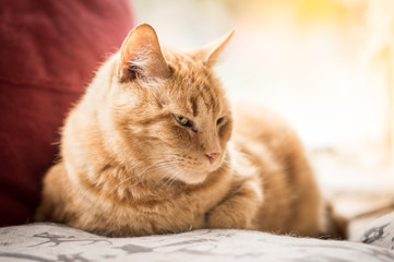 Sleepy ginger cat with yellow eyes laying on a cushion
