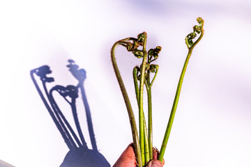 Bracken fern (Pterídium aquilínum ) close-up, perennial plant, wild plants in the forest