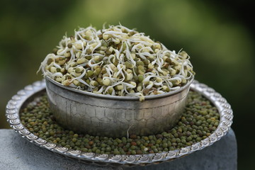 Healthy Green Organic Sprouts in Silver Bowl
