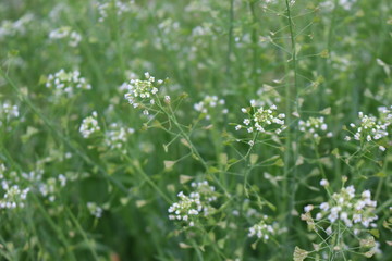 
Medicinal plant shepherd's bag blossomed in the meadow