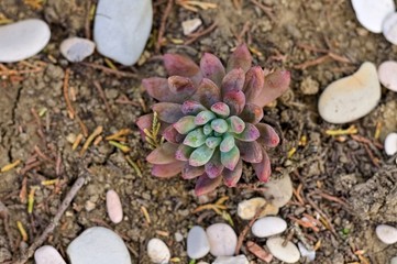 Echeveria is a large genus of flowering succulent plants in the family Crassulaceae, native to semi-desert areas of Central America, Mexico and northwestern South America (Italy, Europe)