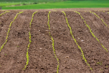 Ackerland mit Jungfplanzen