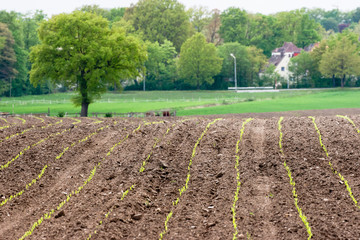 Ackerland mit Jungpflanzen und Baum