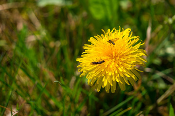 Single yellow dandelion with a bugs on the top. Blurred green grass in background.