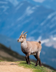 Naklejka na ściany i meble handsome young ibex in front of an alpine ridge in the Bernese Alps