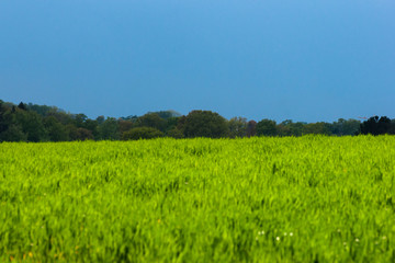 Grünes Feld mit Bäumen und blauen Himmel