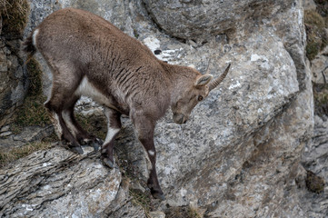 Naklejka na ściany i meble young ibex in steep rockface in the Bernese Alps