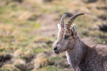 Portrait of an ibex