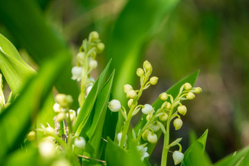 Obraz premium Spring and fresh green garden with blooming lily of the valley