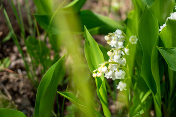 Obraz premium Spring and fresh green garden with blooming lily of the valley