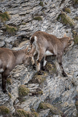 Naklejka premium young ibex in steep rockface in the Bernese Alps