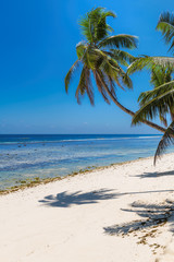 Obraz na płótnie Canvas Sunny tropical beach with palm and turquoise sea. Summer vacation and tropical beach concept.