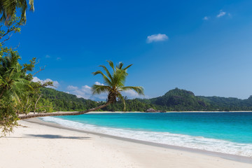 Obraz na płótnie Canvas Paradise beach. Sunny beach with coco palms and turquoise sea. Summer vacation and tropical beach concept. 