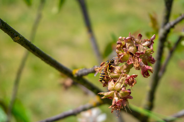Close-up of a Wasp which sits on a branch and pollinates flowers during a spring afternoon.