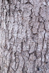 Texture detail of an old tree trunk.