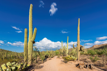 Sunset in the Sonoran Desert with Saguaro Cacti, Phoenix, Arizona
