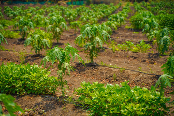 Fototapeta na wymiar indian farming papaya field , small papaya plants