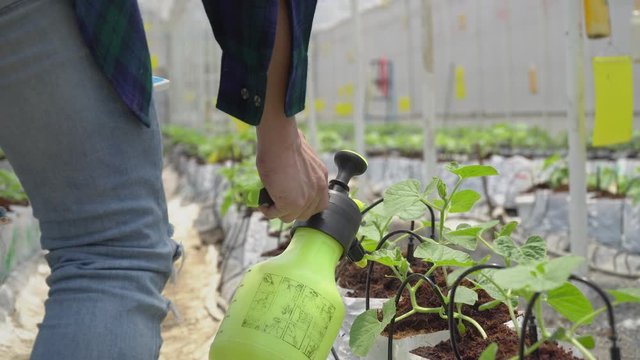 Smart farm, Farmer fill growth hormone agricultural  in greenhouse