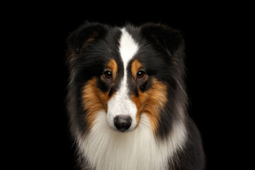 Portrait of Shetland Sheepdog Gazing on Isolated black background