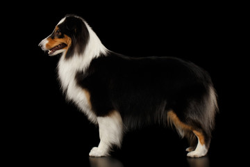 Shetland Sheepdog Standing on Isolated black background, side view