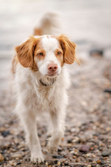 Dog at the beach
