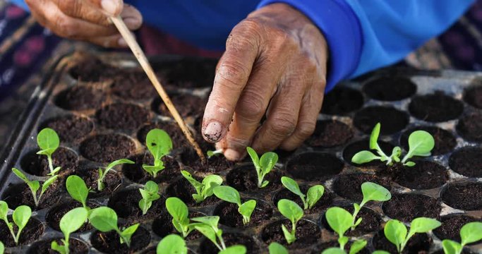 Farmer or agriculturist put the young of tobacco tree in black plastic seedling tray
