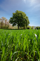 albero con folta chioma