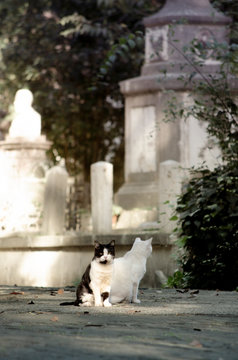 Cats in the graveyard