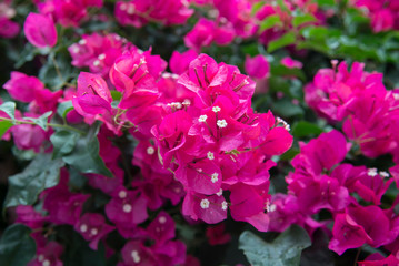 Bougainvillea flowers blossoms