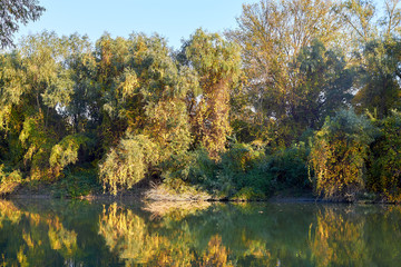 Autumn green-yellow willow tree on the shore of Danube river in the early autumn. Reflection trees on green water at sunset