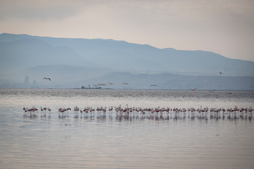 Pink big birds Greater Flamingos, Phoenicopterus ruber, in the water, izmir, Turkey. Flamingos cleaning feathers. Wildlife animal scene from nature.