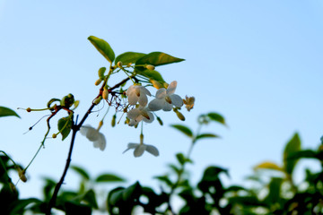 White plumeria flowers with a background sky